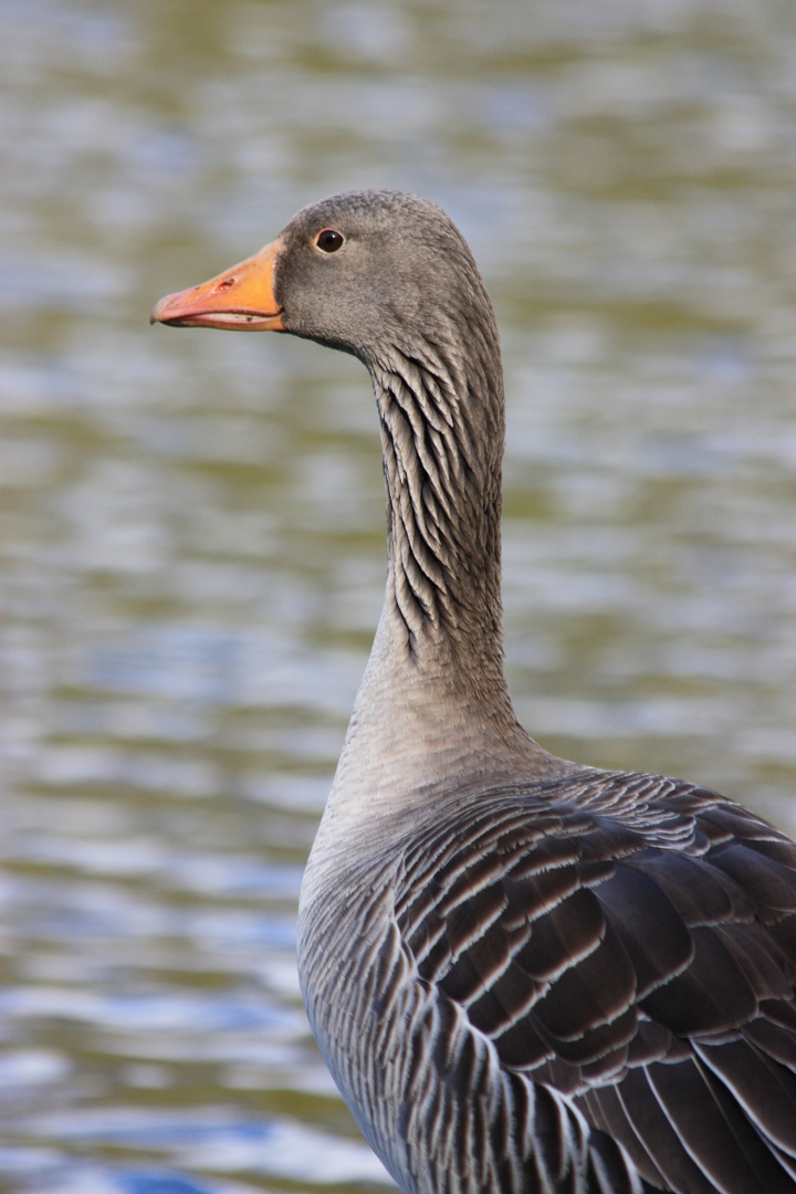 Dowesee Braunschweig III