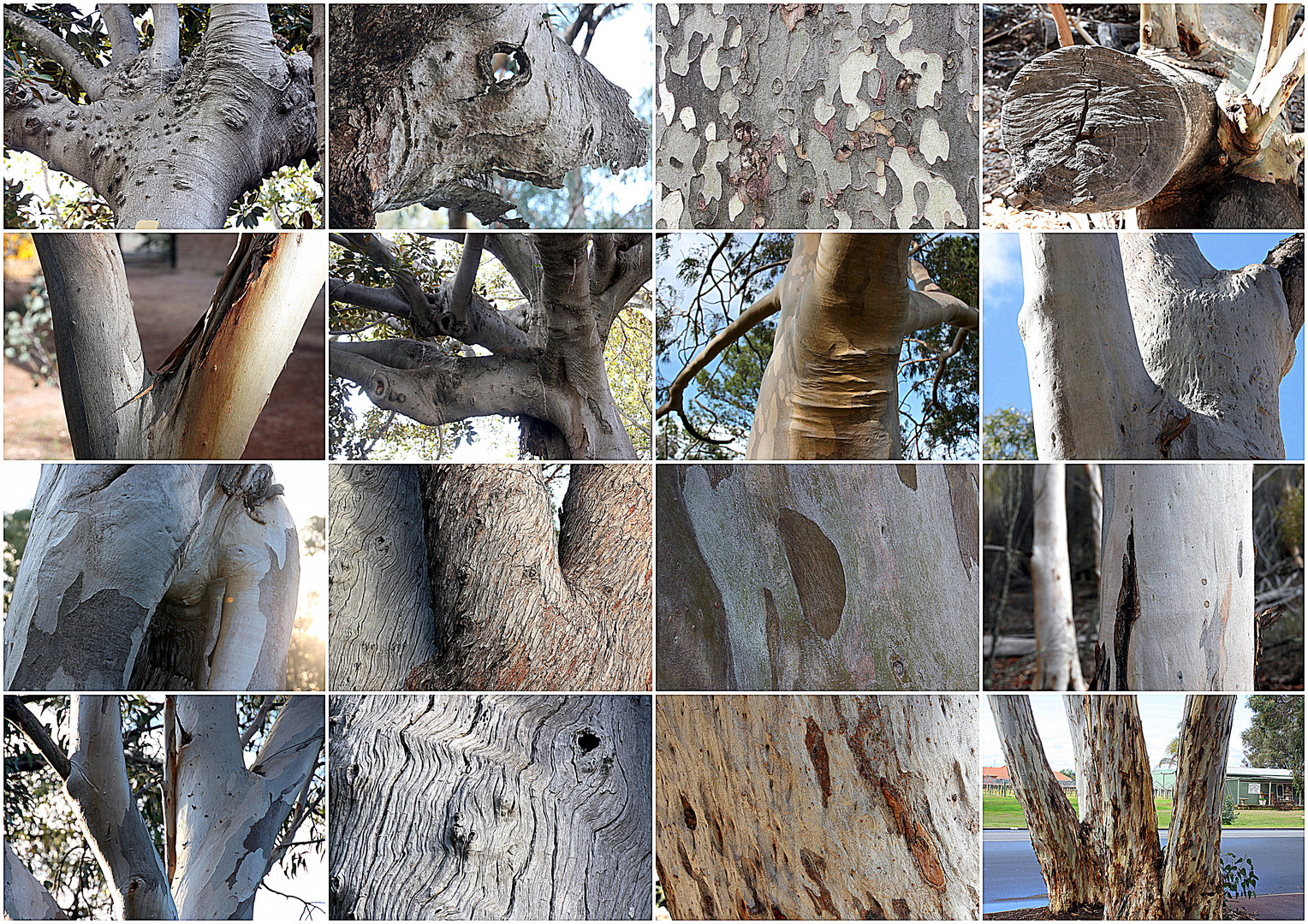 Down Under-Baum(rinden)-Collage