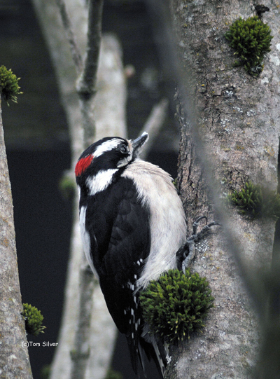 Downey Woodpecker