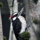 Downey Woodpecker