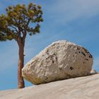 Downhill Grade - Yosemite NP