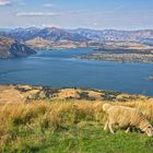 Downhill Postcard Roys Peak