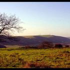 Downland scene