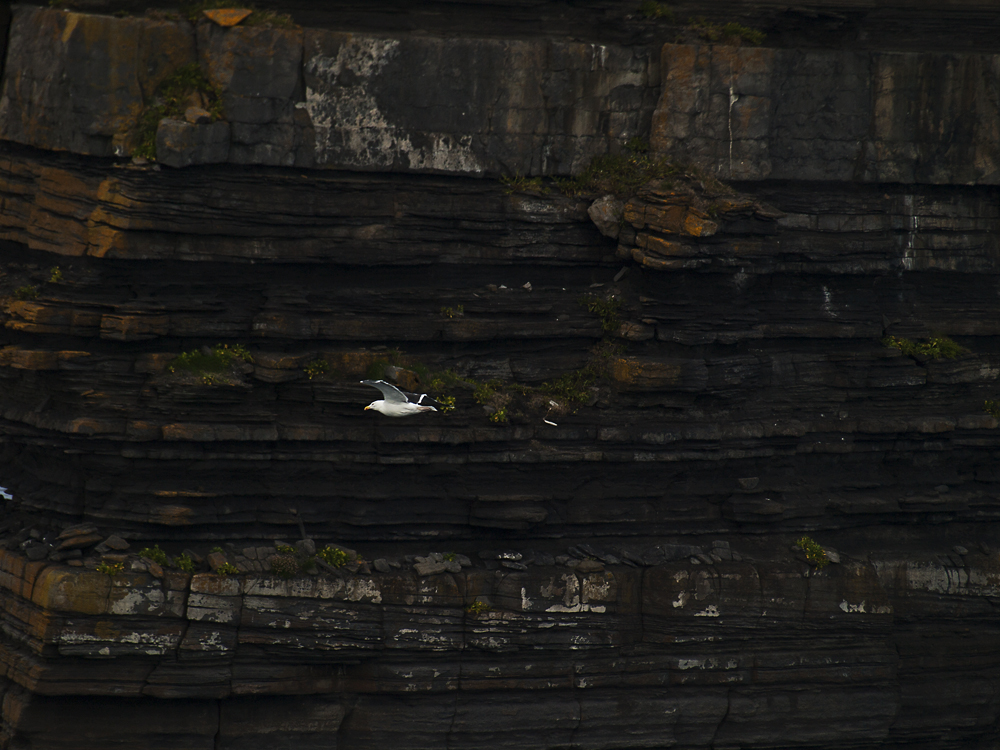 Downpatrick Head###