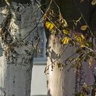 Downtonw/Autumn/Trees (2)