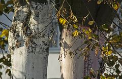 Downtonw/Autumn/Trees (2)