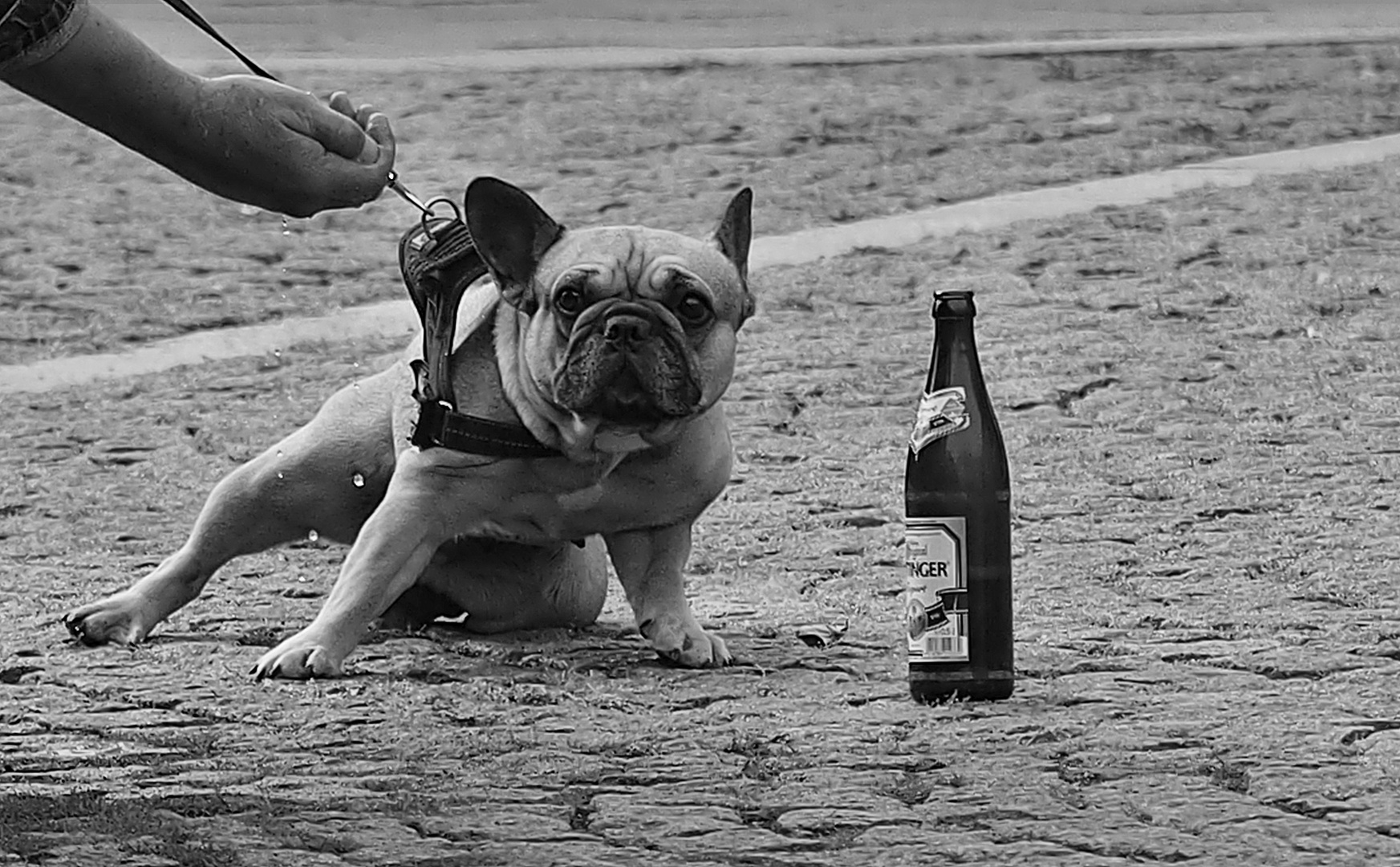 Downtown Dog - Don´t Touch My Beer!