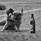 Downtown Dog - Don´t Touch My Beer!