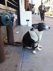 Downtown Manhattan DOG