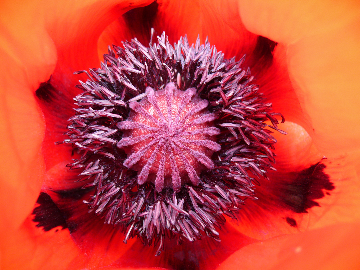 downtown - turkish poppy Foto & Bild | natur Bilder auf fotocommunity