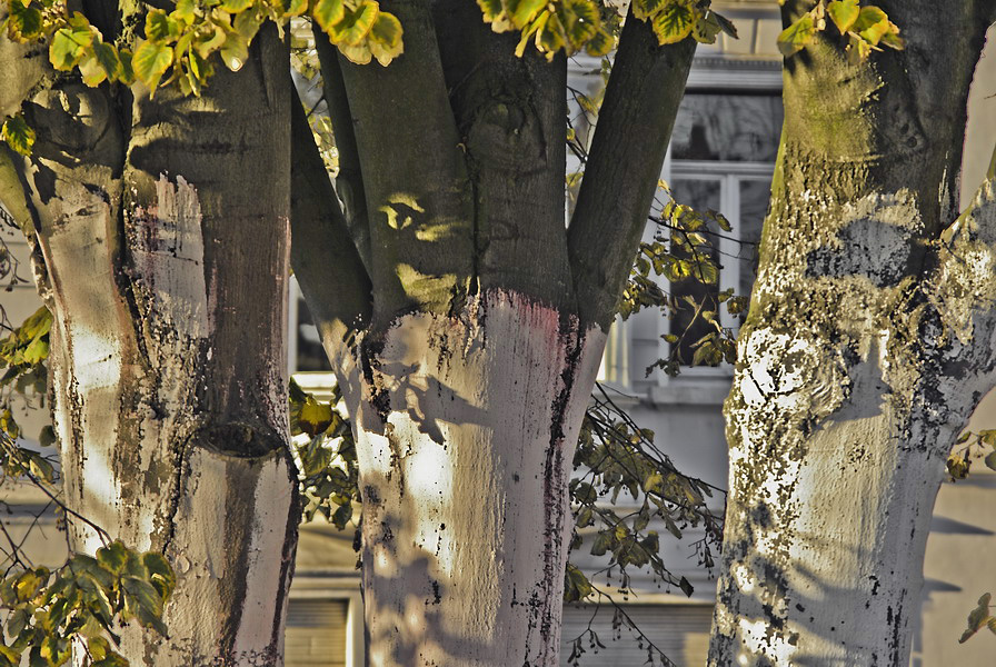 Downtown/Autumn/Trees (1)
