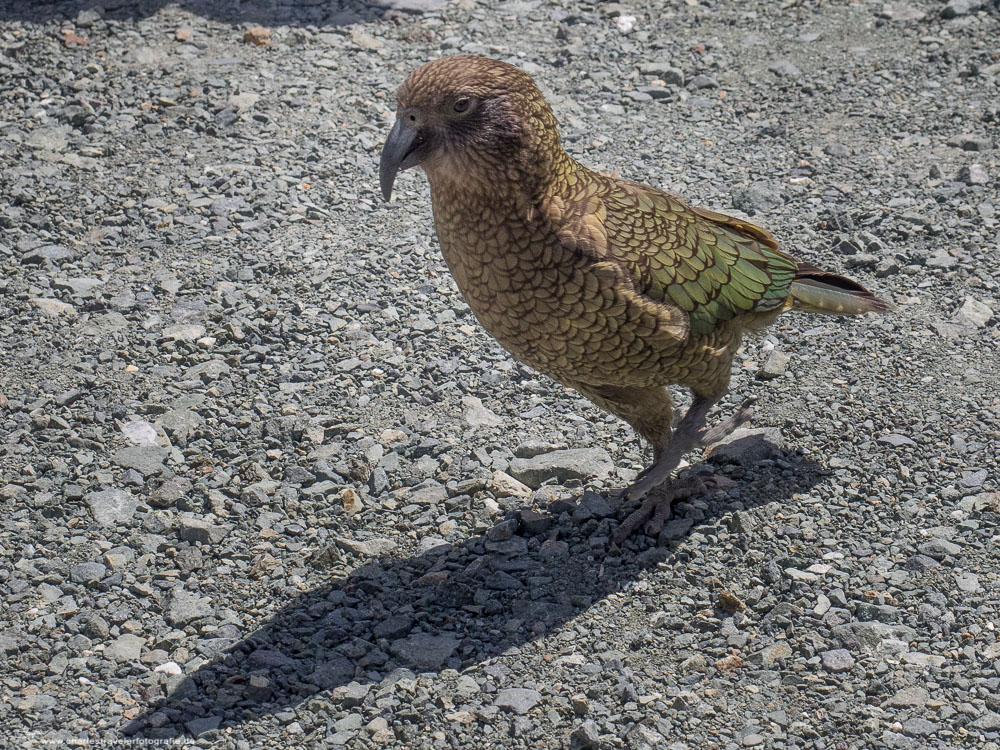 DownUnder [25] – Kea