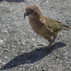 DownUnder [25] – Kea