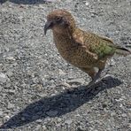 DownUnder [25] – Kea