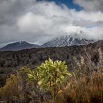 DownUnder [56] – Veiled Mount Ngauruhoe