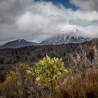 DownUnder [56] – Veiled Mount Ngauruhoe