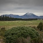 DownUnder [62] – Ngauruhoe unveiled