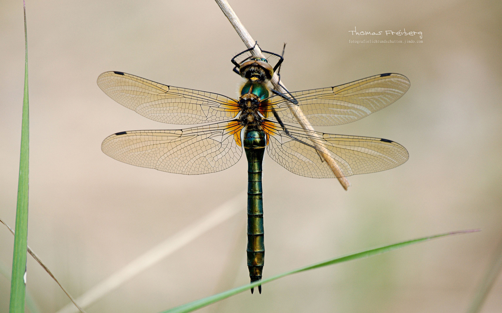 Downy Emerald (Cordulia aenea)