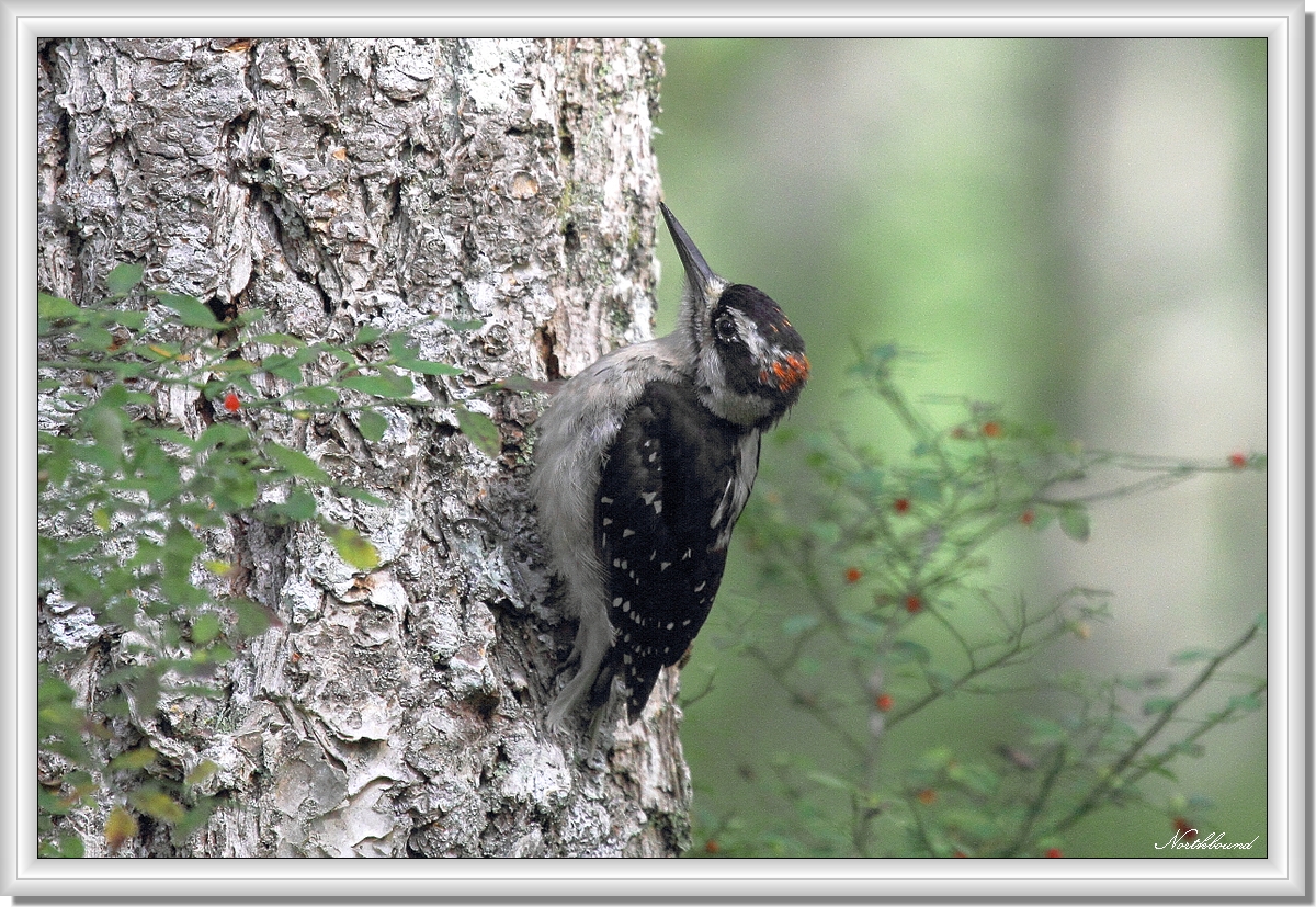 Downy woodpecker