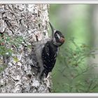 Downy woodpecker