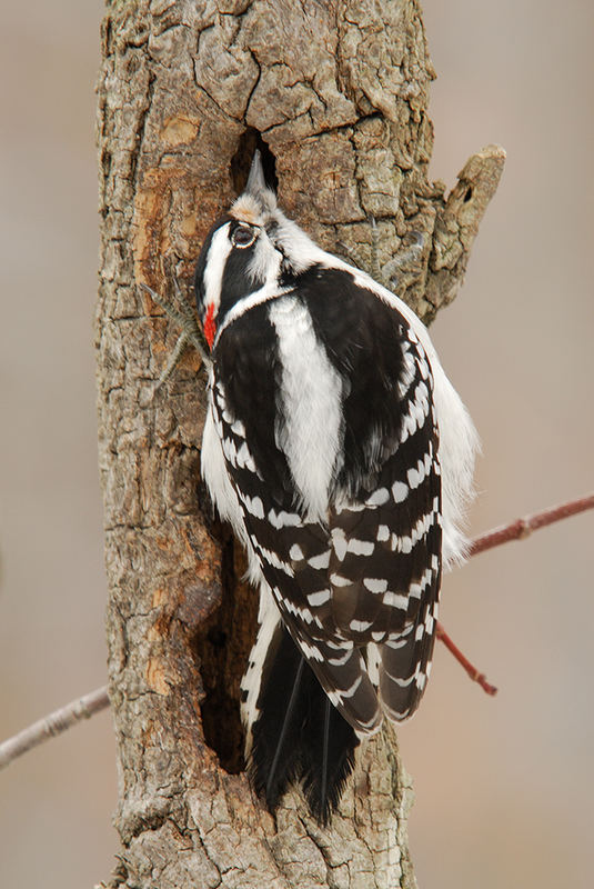 Downy Woodpecker