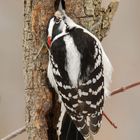 Downy Woodpecker