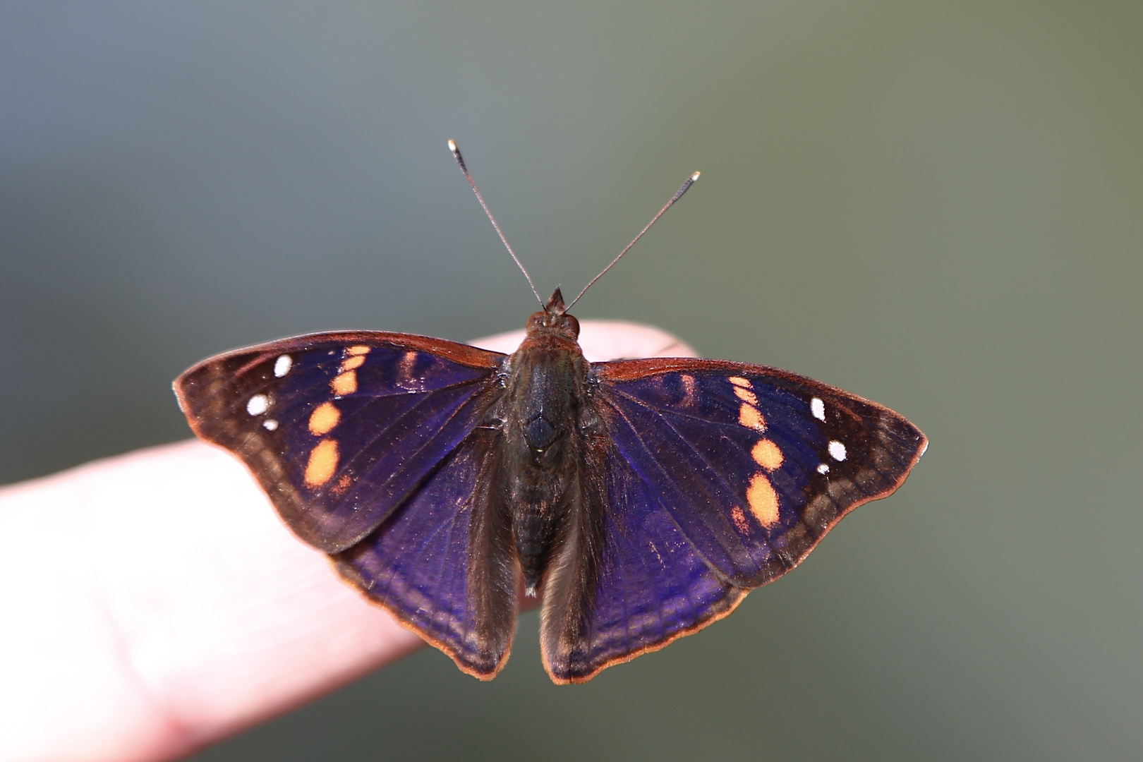 Doxocopa agathina vacuna