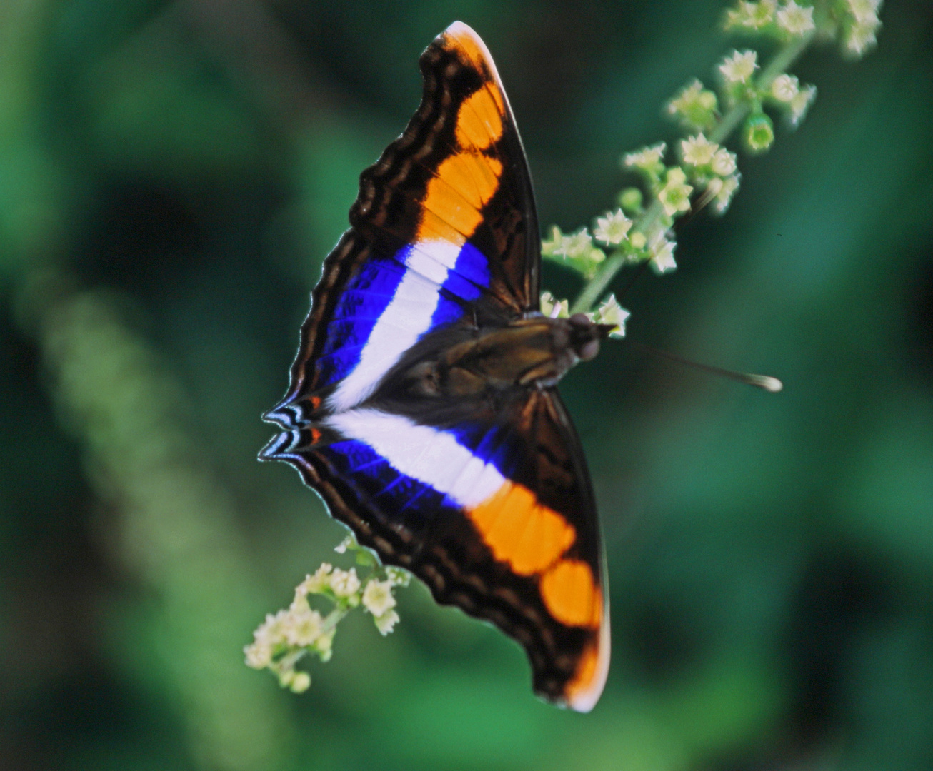 Doxocopa laure