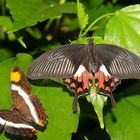 Doxocopa laure ( F ) - Papilio polytes ( F )