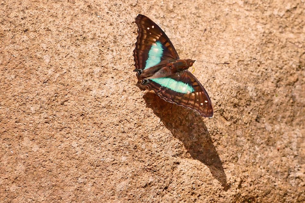 DOXOCOPA LAURENTIA CHERUBINA