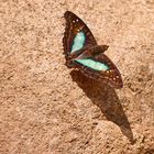 DOXOCOPA LAURENTIA CHERUBINA