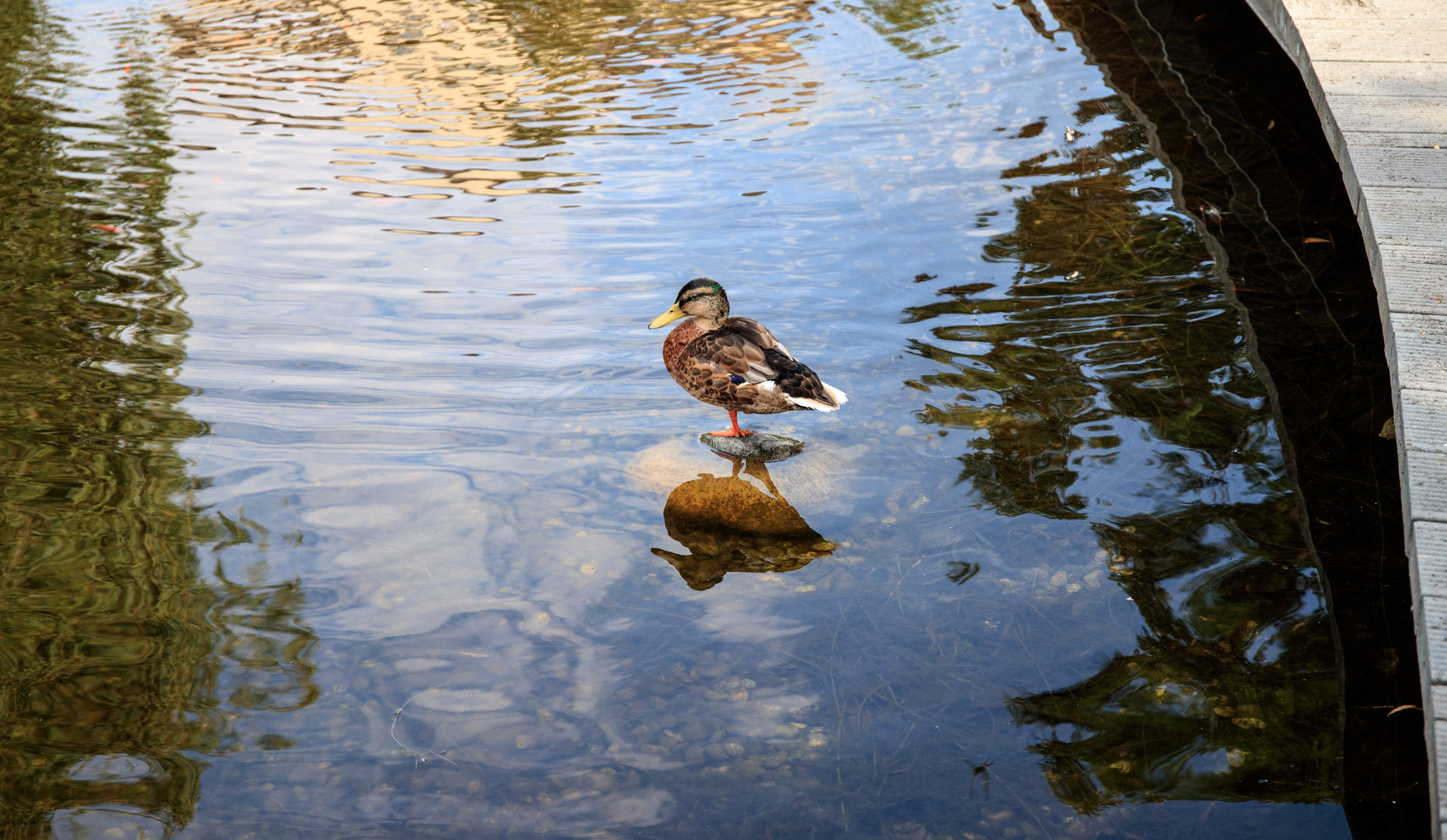 dozing duck 