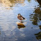 dozing duck 