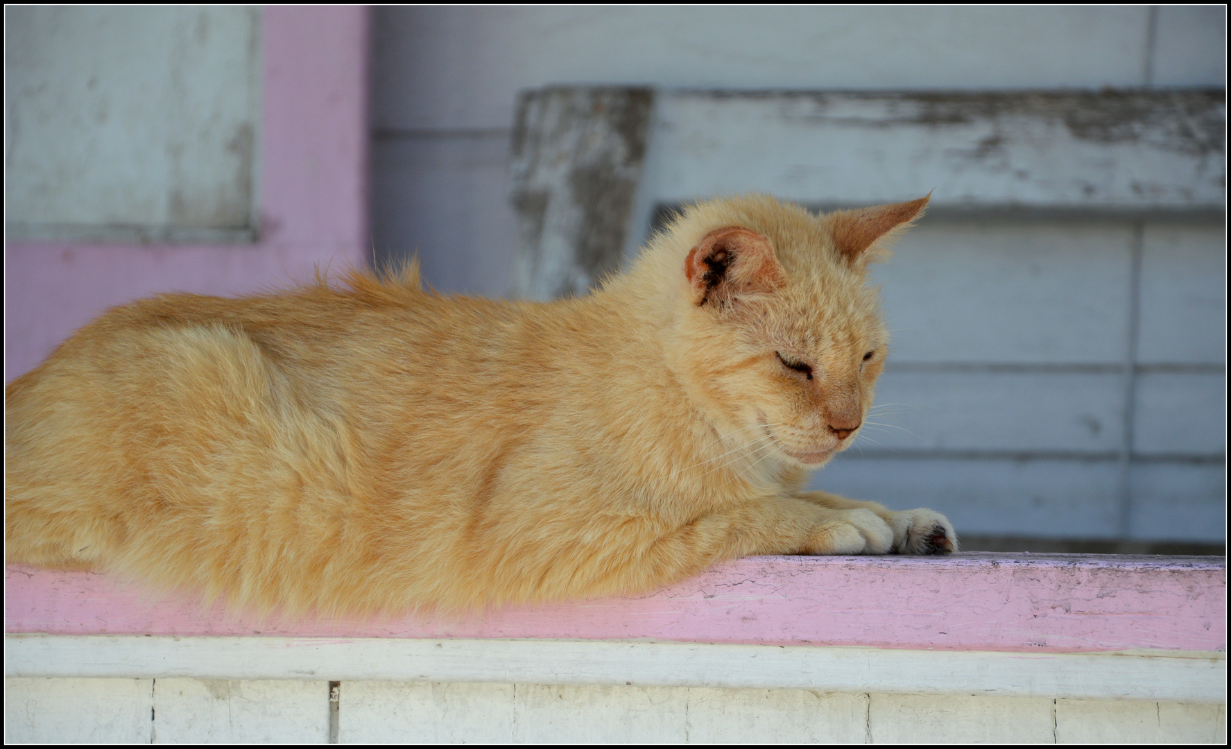 Dozing off in the afternoon heat