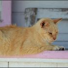 Dozing off in the afternoon heat