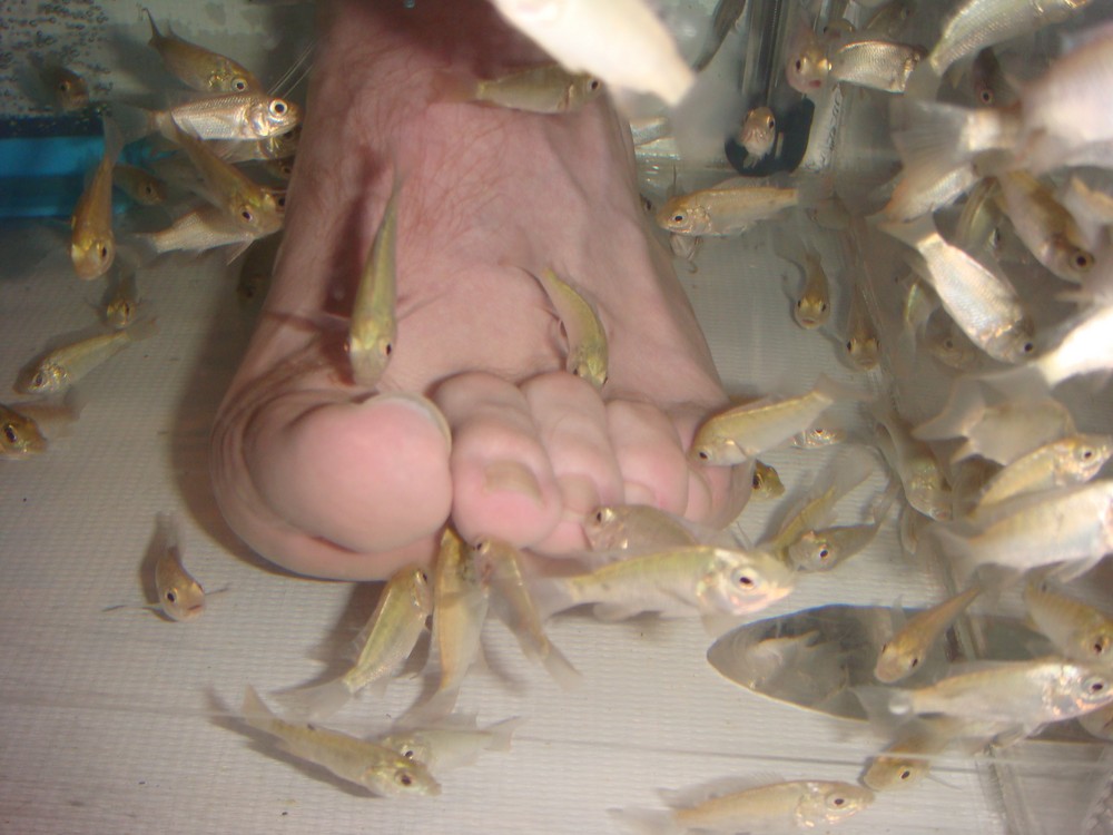 Dr. Fish (Fish pedicure) in Washigton D.C.