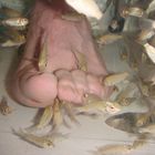 Dr. Fish (Fish pedicure) in Washigton D.C.