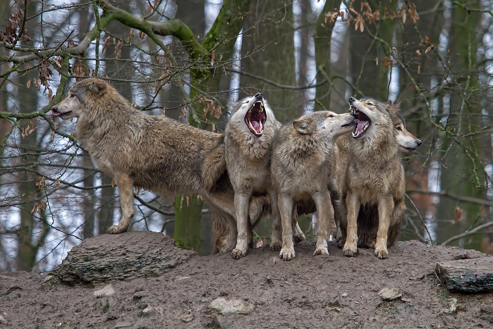 Dr. med. dent. Wolf meint: Alles in Ordnung bei Euch beiden!