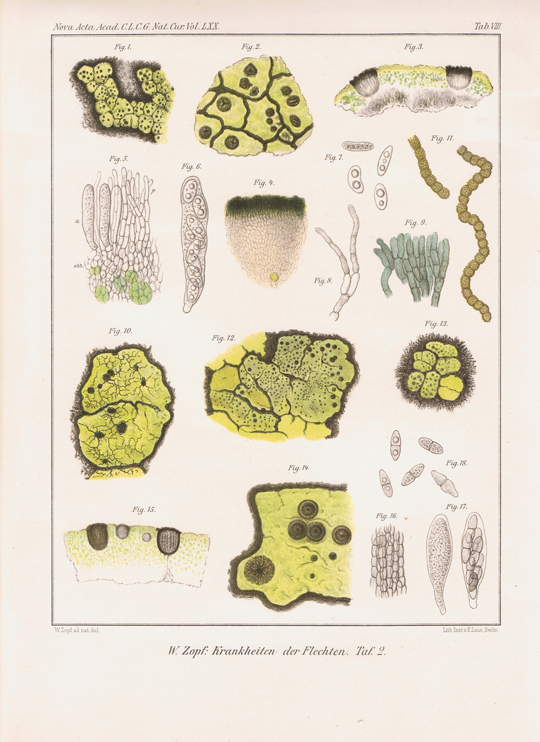 Dr. Wilhelm Zopf: Parasitische Pilze an Flechten (1897/98), Bild 2