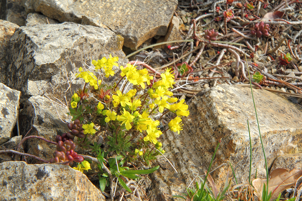 Draba aicoides