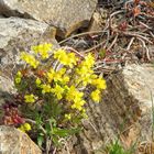 Draba aicoides