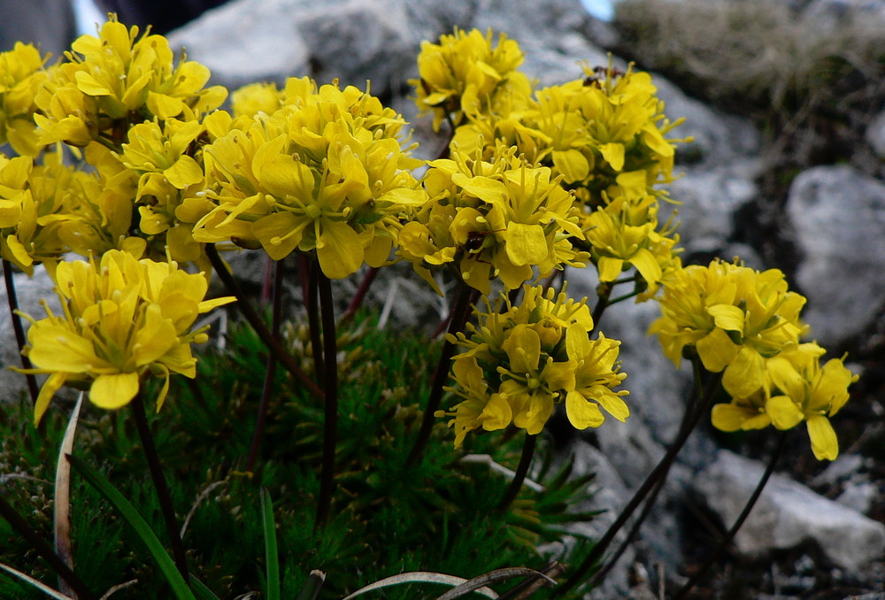 Draba aizoides