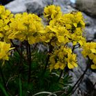 Draba aizoides