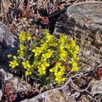 Draba aizoides im Alpinum