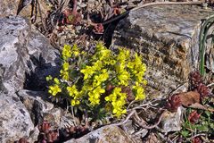 Draba aizoides im Alpinum