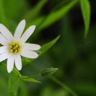 Draba verna