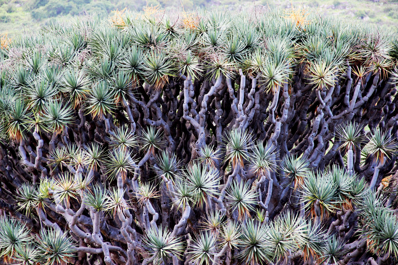 Dracaena draco