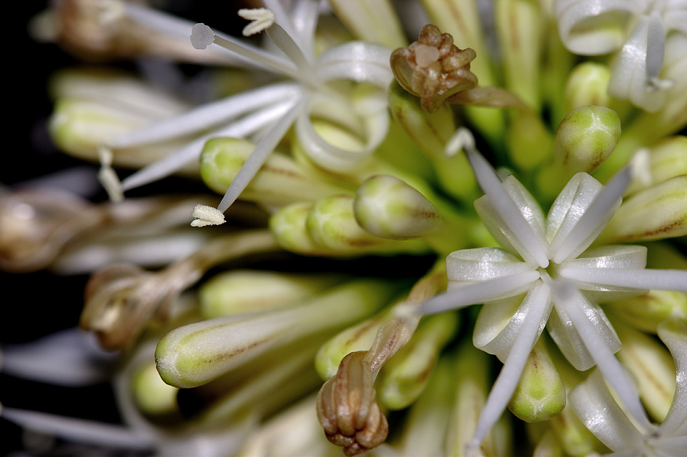 Dracaena fragrans - Blueten