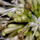 Dracaena fragrans - Blueten