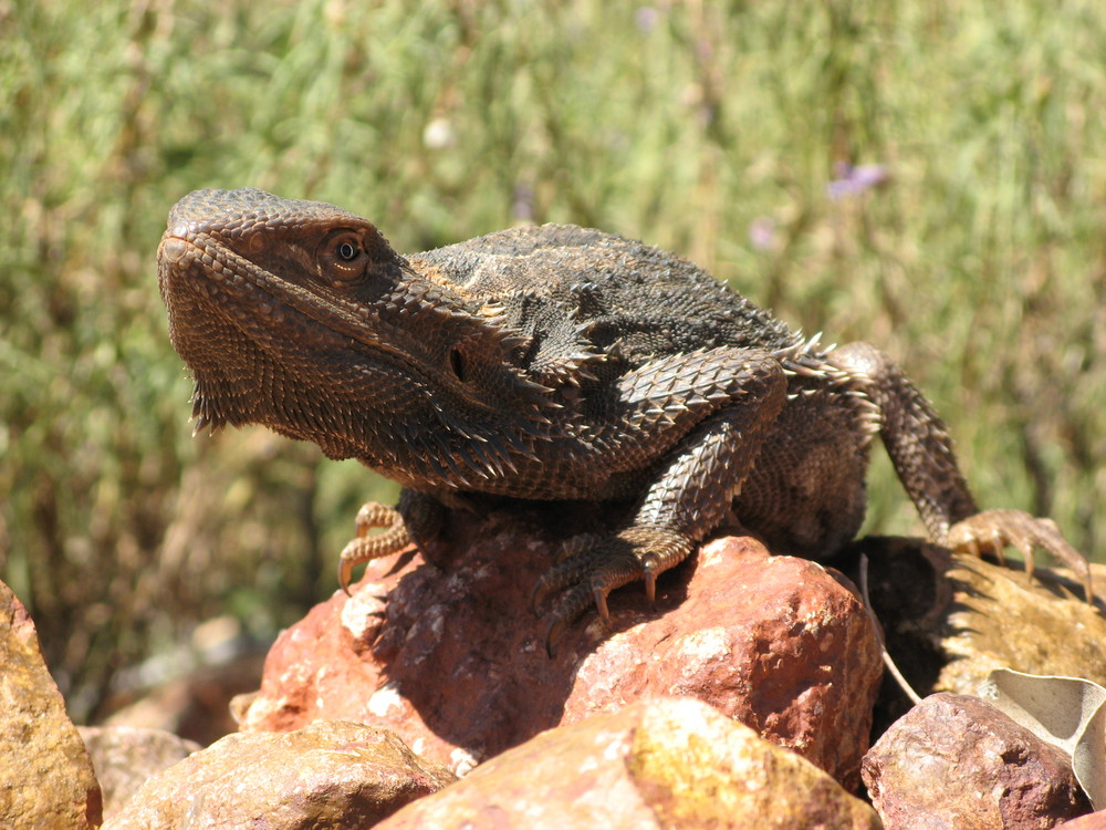 Drache am Wegesrand